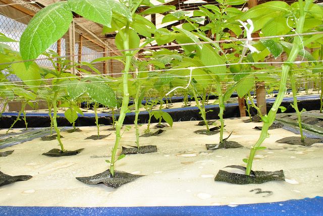 Potato seedlings used to produce seeds in the aeroponic system Image credit: flickr User: ILRI