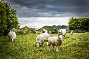 Royalties for Regions investment to support sheep industry growth