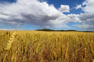 Wheat crops Australia Image credit: flickr user: tim phillips