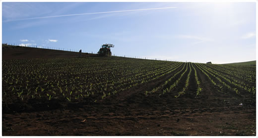 Poppy field Image credit: tpienterprises.com